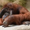 Fin de Semana sobre el Mono en Brookfield Zoo Habla de Especies en Peligro de Extinsión