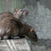 DDS Announces Measures to Control Rodents in Chicago