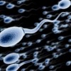 Everyday Stressors Tied to Sperm Damage
