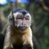 Single Antibody Shot Provides Long-Term HIV Protection in Monkeys