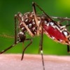 The Best Ways to Avoid Mosquitoes and the Diseases They Carry