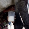 Donkey Milk Used to Fight Respiratory Illness in Bolivia