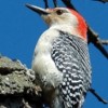 Join Spanish-Language Bird Walks in the Forest Preserves of Cook County