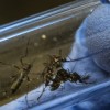 El Departamento de Salud de la Ciudad Roció Insecticida el Miércoles para Reducir la Amenaza de Mosquitos