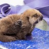 Shedd Aquarium Asks Public to Join Mission to Help Animals in Need