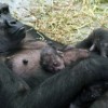 Visite Brookfield Zoo el Fin de Semana Dedicado a los Monos