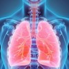 Los Pulmones no son Solo Para Respirar, Sugiere Nuevo Estudio