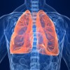 Lungs Aren’t Just for Breathing, a New Study Suggests