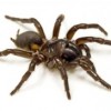 Scientists Find Potential Health Use for Spider Venom