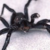 Científicos Encuentran un Uso Potencial de Salud para el Veneno de la Araña