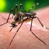 Zika Found in Common Backyard Mosquito