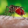 Zika Encontrado en el Mosquito Común del Patio Trasero