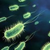 Un Desbalance en la Bacteria Intestinal Podría ser la Causa de Fatiga Crónica