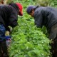 La Sen. Feinstein, El Rep. Gutiérrez y Abogados del Movimiento Laboral Revisan Esfuerzos para Proteger a los Granjeros Inmigrantes y Discutir Sus Contribuciones