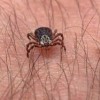 Deadly Tick on the Rise
