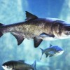 EPA Employees Union to Trump Administration: Release Asian Carp Report Now