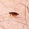 Fleas Carrying Plague Found in Arizona