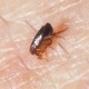 Encuentran en Arizona Pulgas Portadoras de Plagas