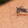 City to Spray Insecticide to Kill Mosquitoes