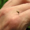 La Ciudad Rocía Insecticida para Matar Mosquitos