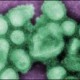 U.S. Lifts Funding Ban on Studies that Enhance Dangerous Germs