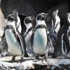 Celebrate World Penguin Day at Brookfield Zoo