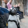 Celebre el Día Mundial del Pingüino en Brookfield Zoo