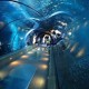 Look Nature in the Eye at the Shedd