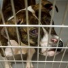 Chicago Animal Care and Control Announces New Program to Return Lost Animals