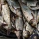 New Grant Program Available to Help Companies Market Asian Carp Products
