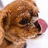Protecting Pets from Dangerous Winter Conditions