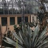 Garfield Park Conservatory Agave Plant Flourishes Around-the-clock