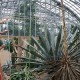 La Planta de Agave del Conservatorio dae Garfield Park Florece Todo el Día