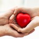 Los Corazones Sanos Necesitan Dos Proteínas Trabajando en Forma Conjunta