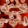 La Ansiedad Podría Aliviarse Regulando las Bacterias Intestinales