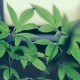 El Gobernador Pritzker y los Legisladores Anuncian Gran Paso Para Legalizar el Uso de la Mariguana en Adultos