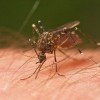 First Mosquitoes Testing Positive for West Nile Virus Reported