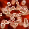 Nueva Terapia Señala las Bacterias Intestinales Para Prevenir y Revertir Alergias Alimenticias