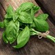 Intestinal Illness Linked to Imported Fresh Basil