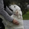 Dog Ownership Associated with Longer Life