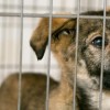 Cook County Announces $8 million Grant Program to Increase Animal Shelter Space