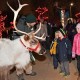 El Zoológico de Brookfield se Ilumina en el 38º Año de Magia Navideña