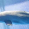 Shedd Aquarium Holds Public Vote on Name for Beluga Calf