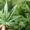 Additional Community Meetings Set for Cannabis Legalization