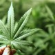 Community Advocates Form Trade Association to Expand Equity in the Illinois Cannabis Industry