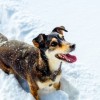 Cook County Animal and Rabies Control Offers Winter Pet Safety Tips