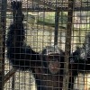 Chimpanzee ‘Actors’ Find Reprieve at Lincoln Park Zoo