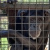 Chimpancés ‘Actores’ Encuentran Asilo en Lincoln Park Zoo