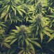 El Departamento de Servicios Humanos de Illinois Lanza ‘LetsTalkCannabisIL.com”