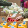 Cicero Hosts Food Supply Giveaway